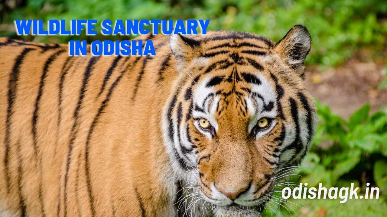 List of Top wildlife sanctuary in Odisha 2023 FREE PDF 